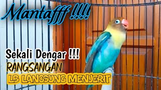 Download lagu Suara Burung Lovebird NGEKEK PANJANG, Pancingan Lovebird PALING CEPAT BIKIN BUNYI mp3 Download lagu Suara Burung Lovebird NGEKEK PANJANG, Pancingan Lovebird PALING CEPAT BIKIN BUNYI mp3