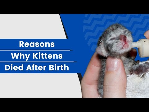 Why did Kittens Die After Birth? Reasons should know || Animalia Dot Pk