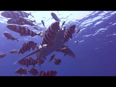 Diving the Red Sea - Aggressor liveaboard
