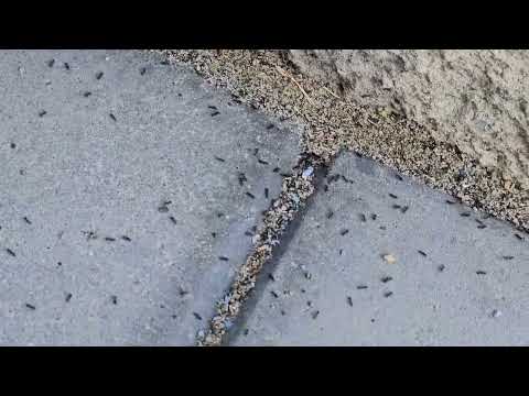Odorous House Ants All Over the Patio in Oceanport, NJ