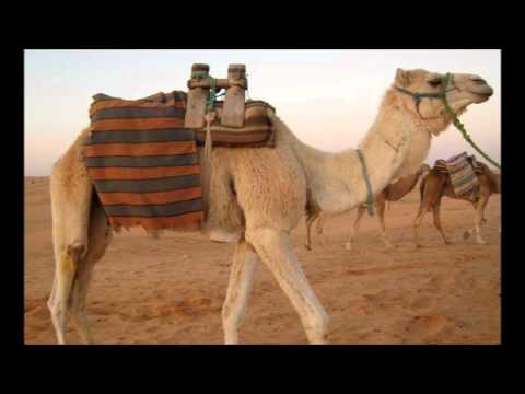 Theme of Sand Ruins       Kenichi Tokoi