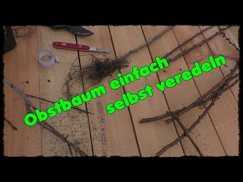 How to easily graft/propagate fruit trees yourself #Thumpfyland /Austrian gardening YouTuber