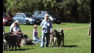 preview picture of video 'Deerhound Breed Show, Dunblane, 2009'