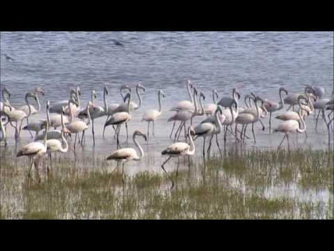 Wild Iberia - Praying Mantis - 27:30