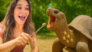 PULLING MASSIVE TICKS OFF MY TORTOISE!