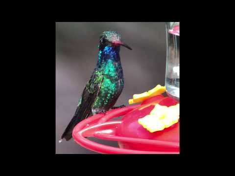 Broad-billed Hummingbird