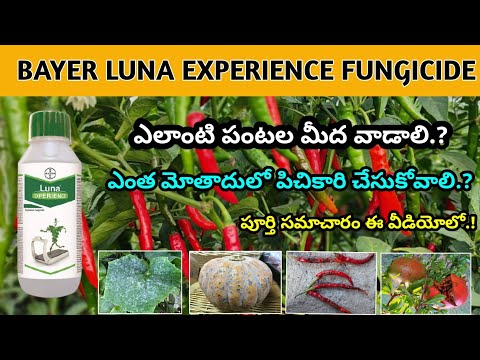 Bayer Luna Experience Fungicide Uses In Telugu | fluopyram + tebuconazole | bayer Luna fungicide