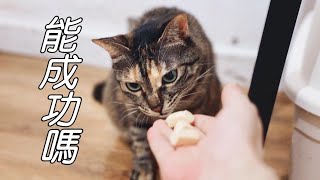 Re: [問題] 有懂日文的朋友可以幫忙嗎?關於貓的