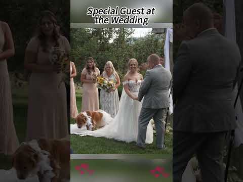 Special Guest at the wedding #wedding #weddingsurprise #funnywedding