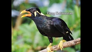 Download lagu suara pikat burung tiung mp3