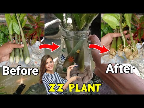Zz Plant & Water Propagation of Cuttings | Zamioculcas Zamiifolia