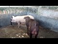 Successful Mating Of Pigs