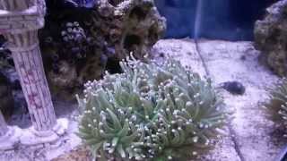 How to setup a 10 Gallon saltwater aquarium, torch coral feeding
