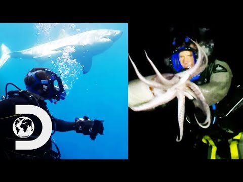 最も危険な動物との遭遇|モンスターと泳ぐ (Most Dangerous Animal Encounters | Swimming With Monsters)