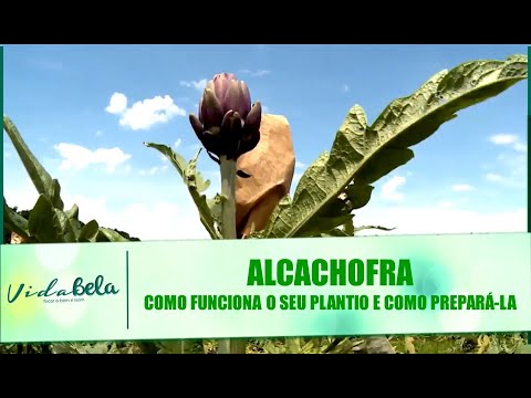 , title : 'Alcachofra: Como funciona o seu plantio e como prepará-la - Vida Bela - 17/11/19'