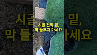 <b class="sch_word">귀농</b> 40년차도 소름 돋는 시골 뱀! 뱀 초간단 퇴치방법  #뱀기피제 #뱀퇴치