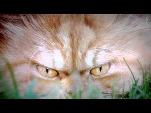 "Grumpy Cat" The New feline Star on Internet