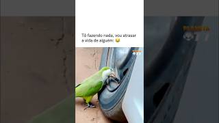 Que malandro kkkk #memes #humor #viral