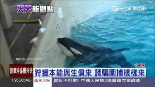 Re: [問卦] 美濃湖小水雉出生沒多久就被魚吃掉了  QQ