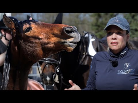 Ein Pferd einschläfern, damit es kein anderer bekommt? Nicht jedes Pferd ist ein Reitpferd