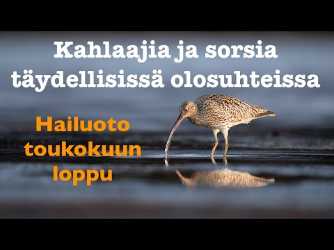 Kahlaajia ja sorsia täydellisissä olosuhteissa. Hailuoto toukokuun loppu.