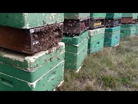 Bienen beim sammeln vom Honig        
Deutschen Honig immer beim Imker kaufen  Honig vom Imker ein Produkt aus der Natur