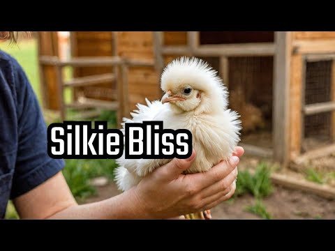Silkie Chicken Care: Expert Tips for Happy Hens