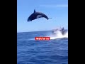 Impressionnante et spectaculaire attaque d'orque Amazing and craziest orca attack #shorts #amazing