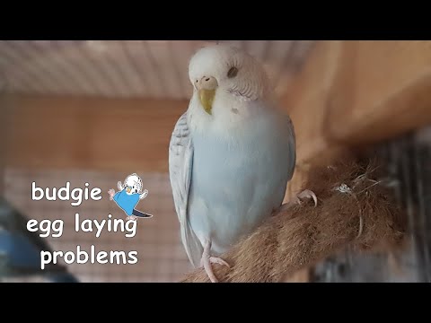 6 budgie egg laying problems | reasons and how to help