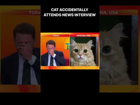 cat accidentally attends news interview 😳 😬  #cats #shorts #foryou #news #funny