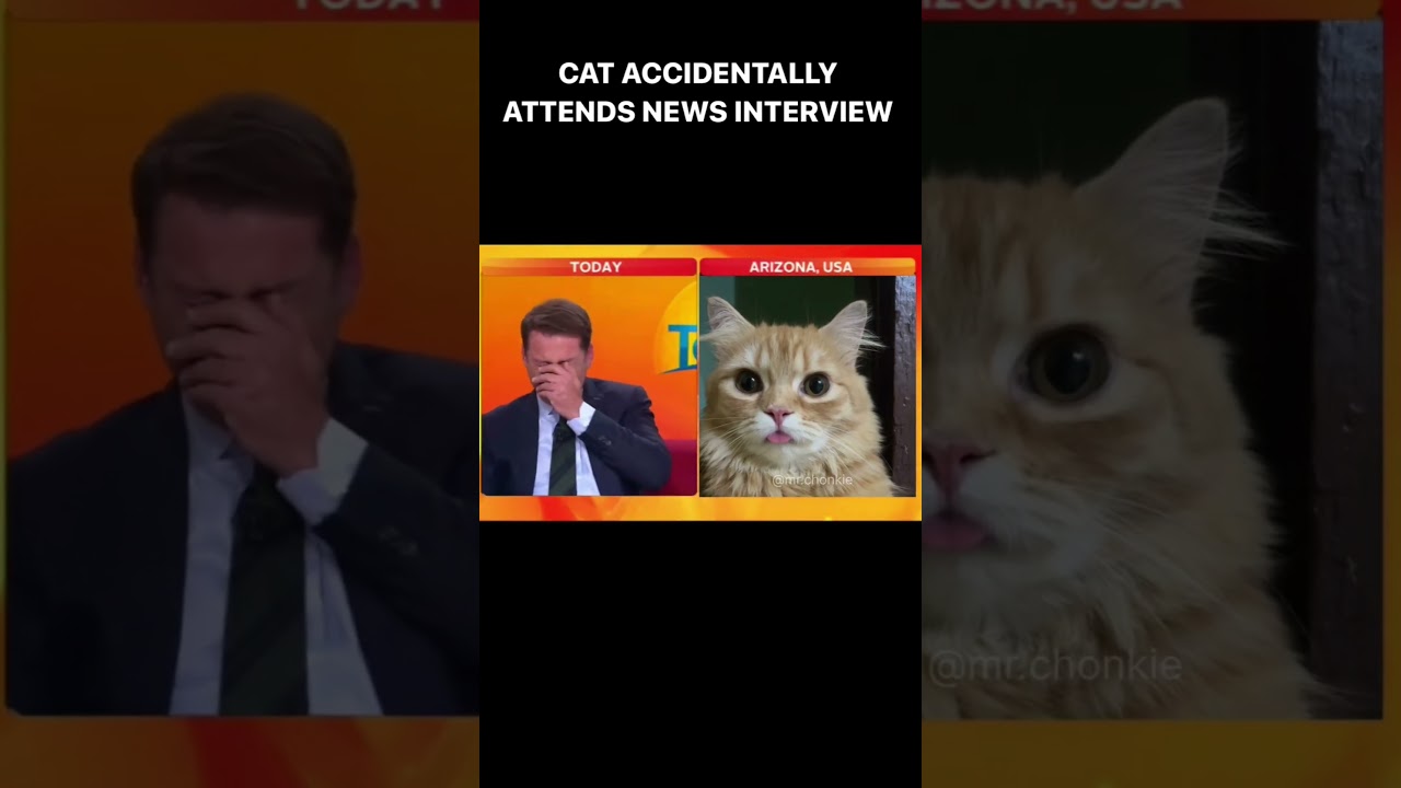 cat accidentally attends news interview 😳 😬  #cats #shorts #foryou #news #funny