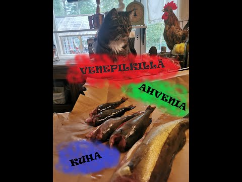 IsoKuha  | Ahven | Venepilkki | Kaikuluotain