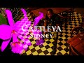 Sidney - Cattleya (Official Audio)