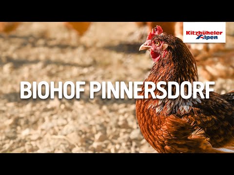 Marktplatz Hohe Salve: Biohof Pinnersdorf | Region Hohe Salve - Kitzbüheler Alpen