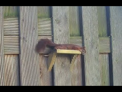 exhausted - SquirrelsDay - Part 131