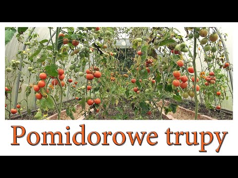 Pomidory trupy po zarazie ziemniaczanej - sierpień 2021
