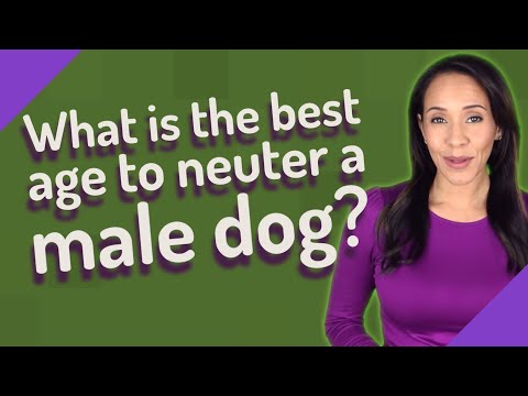 What is the best age to neuter a male dog?