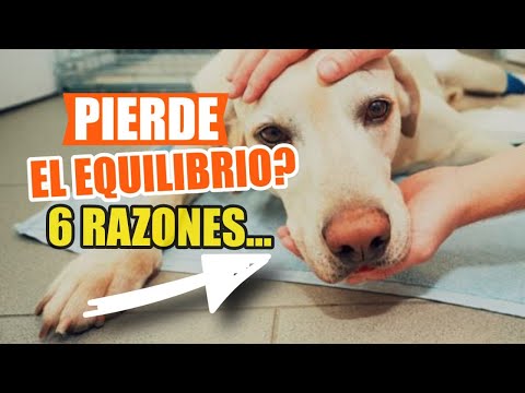 Why does my dog ​​lose balance? 6 reasons