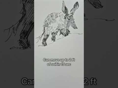 Drawing every Animal from A-Z: The Aardvark #shorts #pur3art