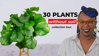 Tired of soil mess? These 30 indoor plants grow without it.