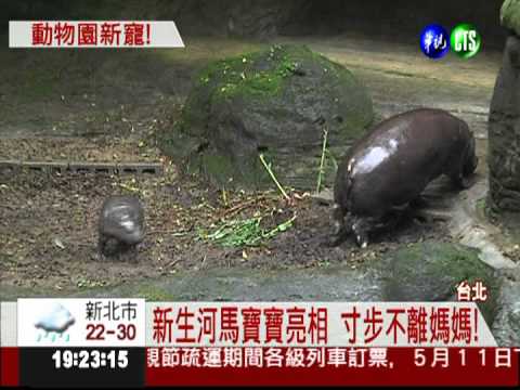出生3個月 侏儒河馬寶寶超吸睛!