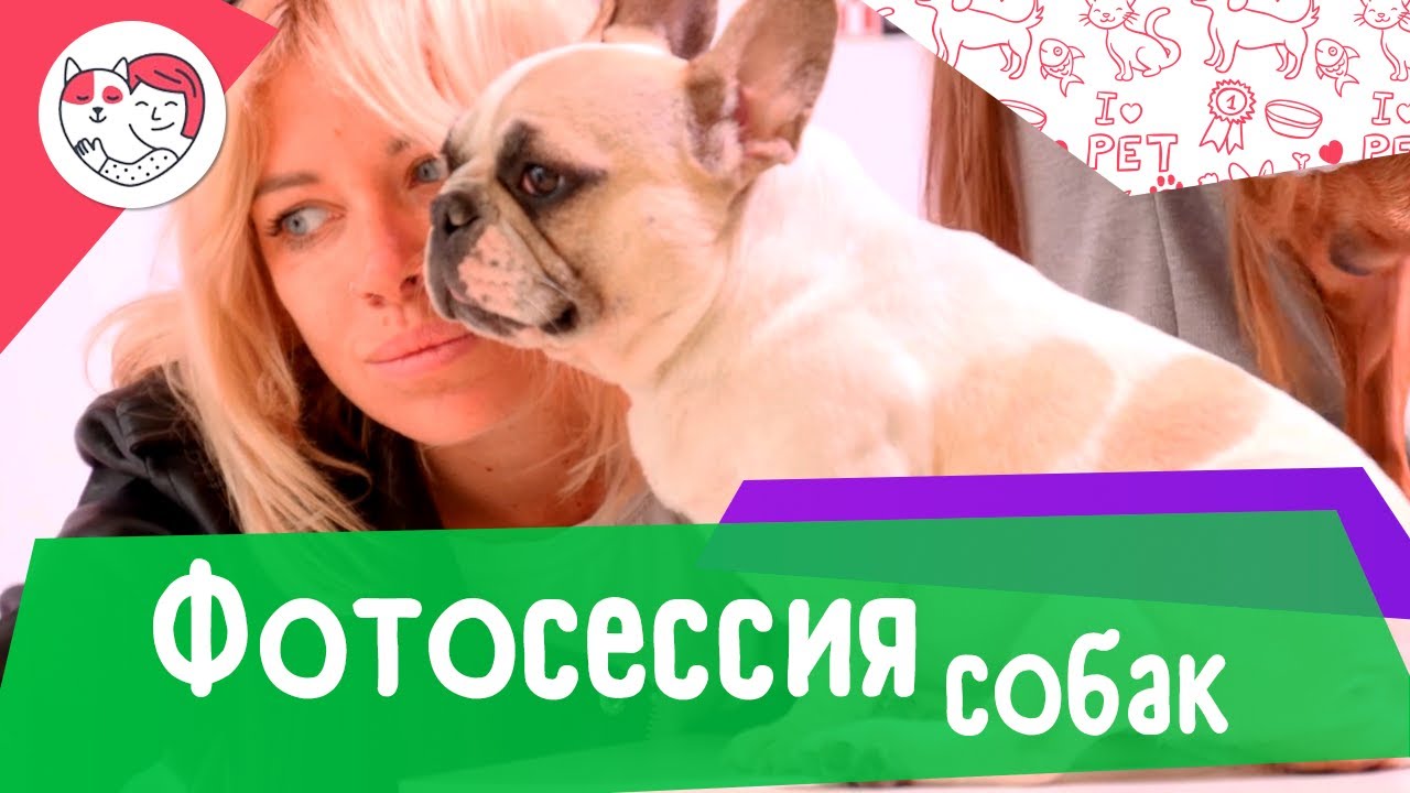 Крупнейшая фотосессия собак маленьких пород