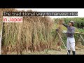 The Traditional Way To Harvest Rice In Japan