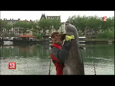 FRANCE 2 Silure attaque et mange les pigeons
