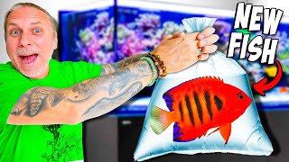 I Bought A Flame Angel Fish For My Aquarium! by Brian Barczyk