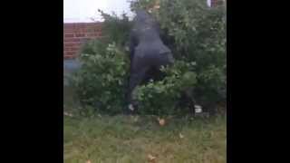 50 Cent Throws Tony Yayo Into Bush (Full Fight)