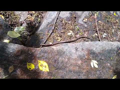 20230624 Baby Milksnake in my backyard.