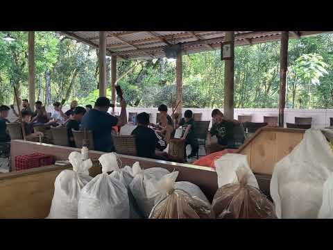 Bateção infantil de Jagube | Maria Damião, 37 - Céu da Nova Vida - Daime