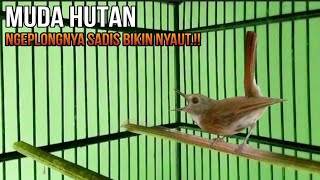 Download lagu BIKIN SRDC LAIN IKUT GACOR.!! PANCINGAN SRDC BIAR BUNYI, SIKATAN RIMBA DADA COKLAT, SRDC GACOR mp3