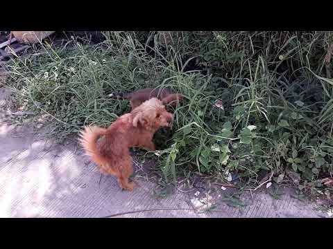 Amazing! My dog is sick and he is in a Self Healing.